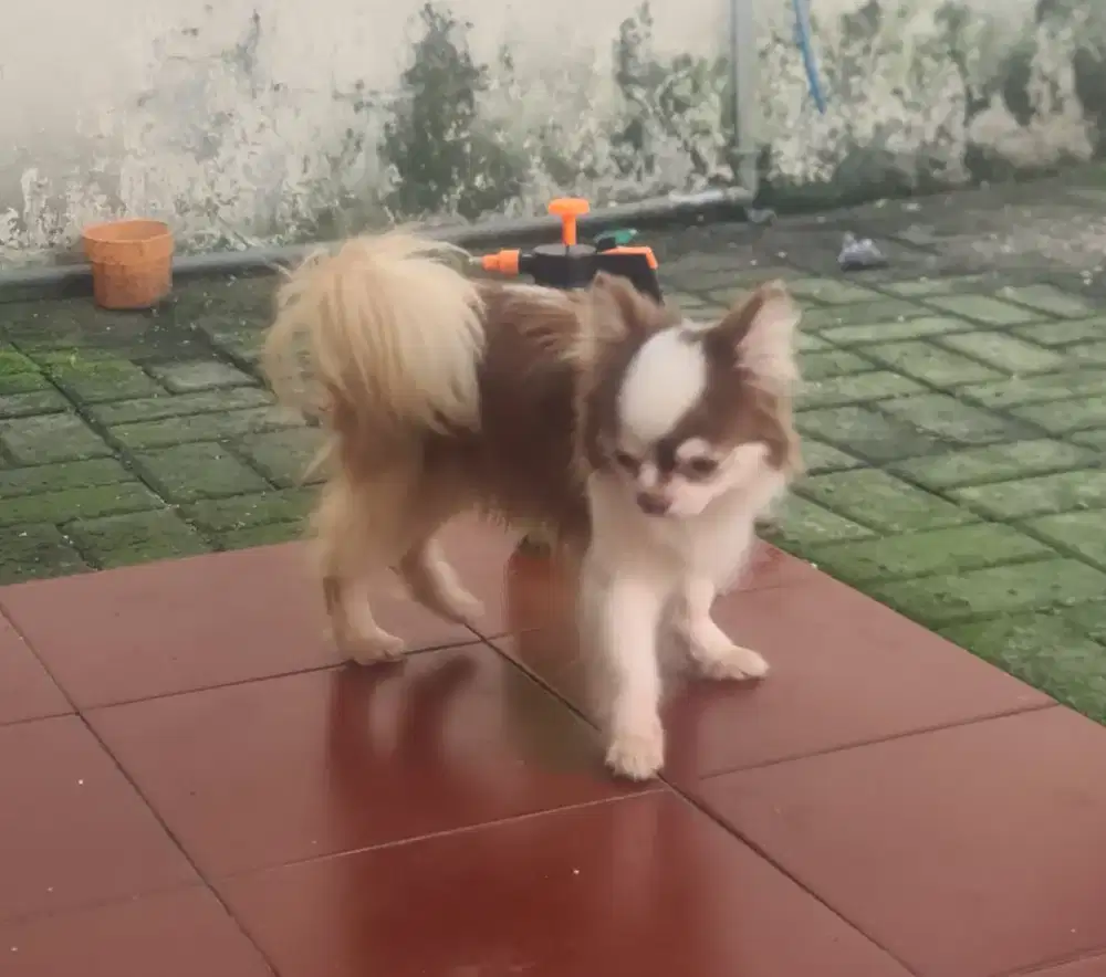 Pejantan chihuahua longhair