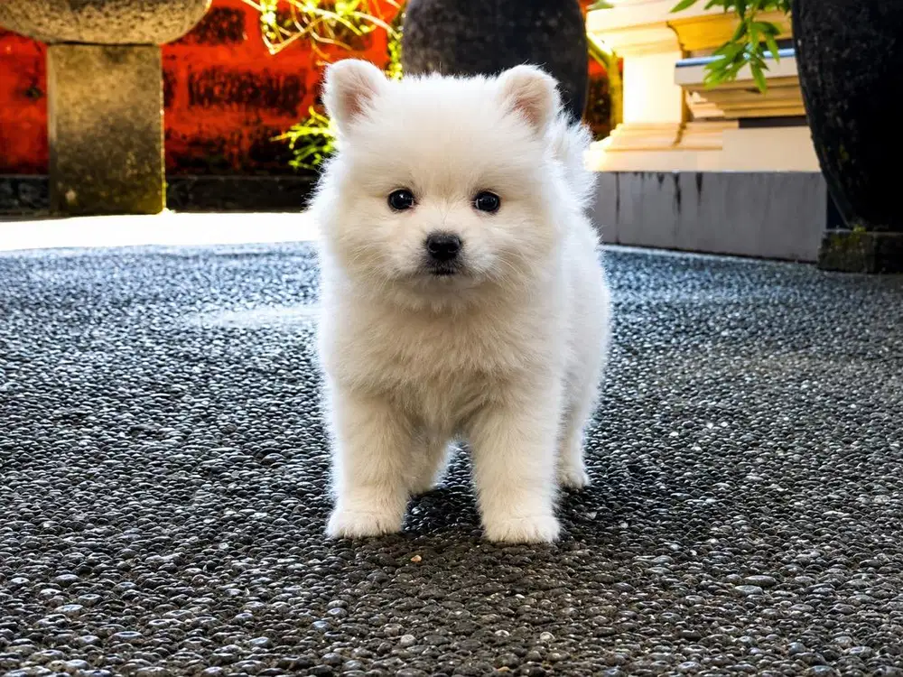 DIJUAL ANAK ANJING POM
