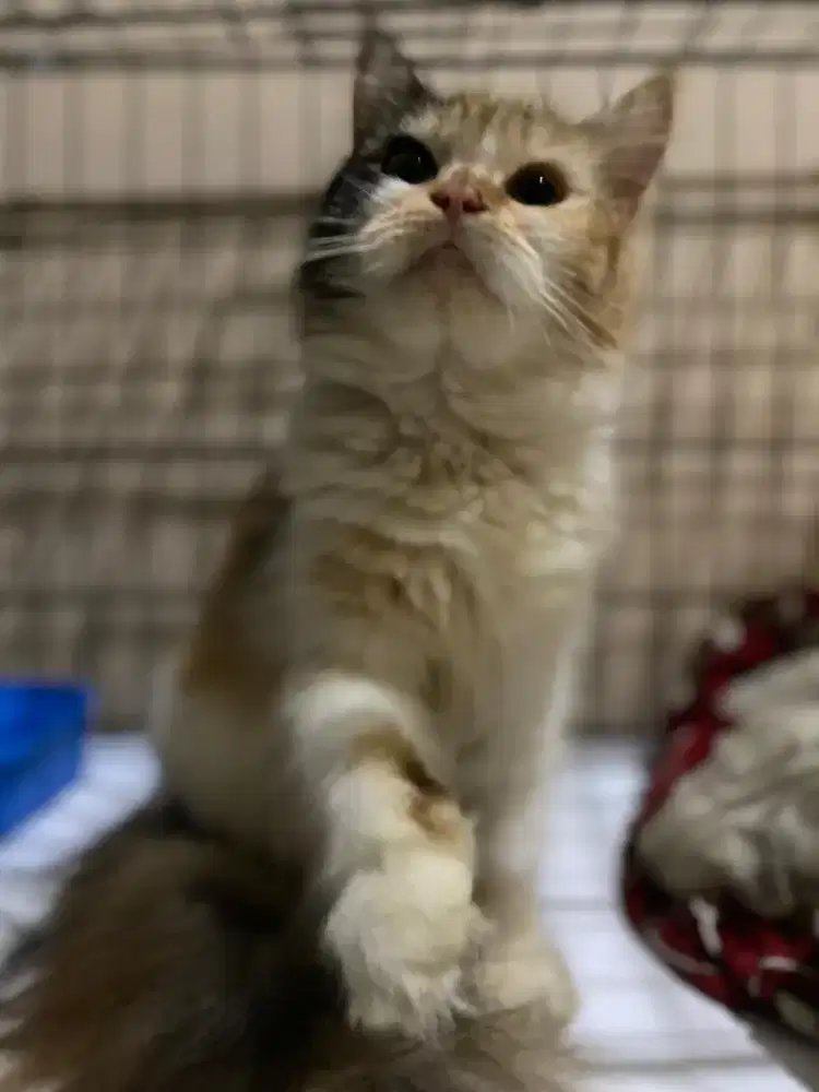 Kucing Persia betina bawa anak 3