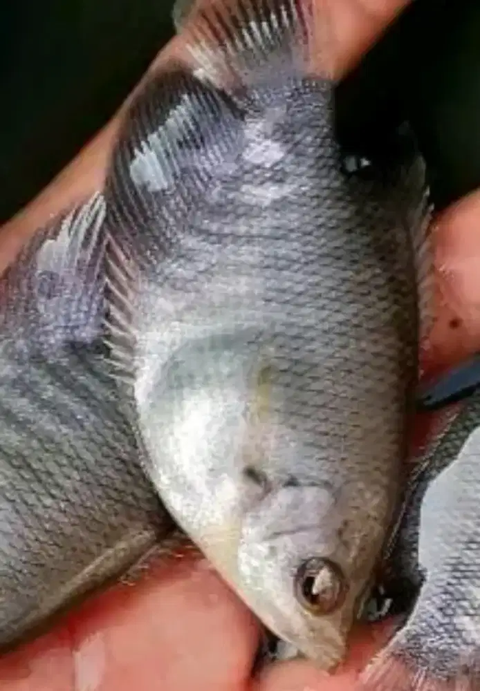 Bibit ikan gurame uk 2 jari