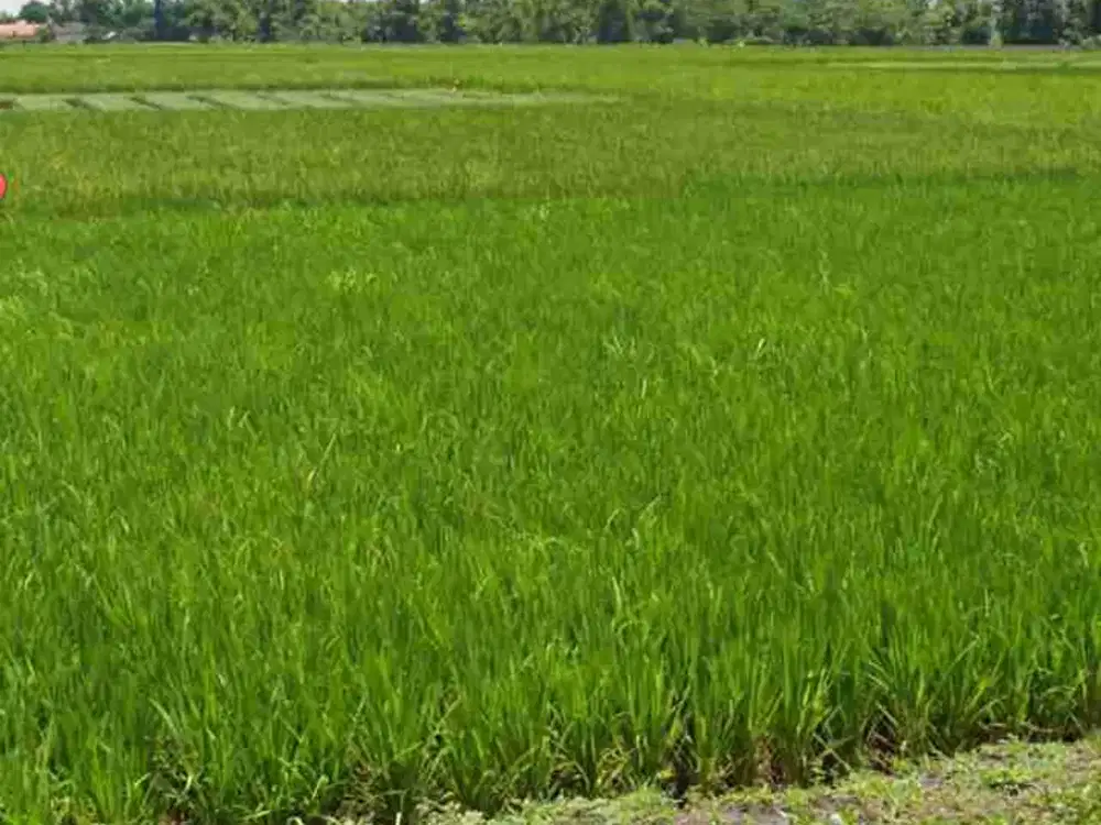 Lahan industri luas 3 HA harga 500 ribu permeter, 28 menit dari Gerbang tol Nganjuk