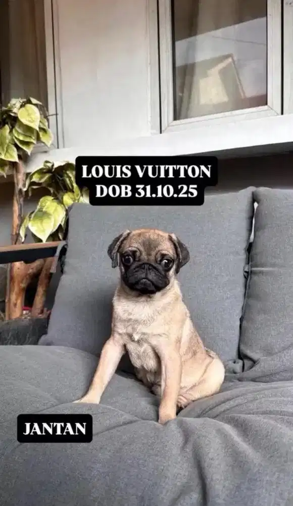 Anjing Pug Dijual