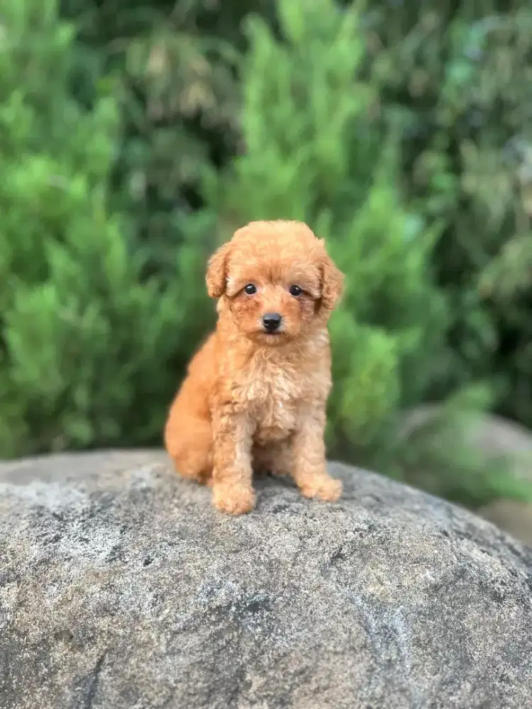Tiny poodle betina kosongan