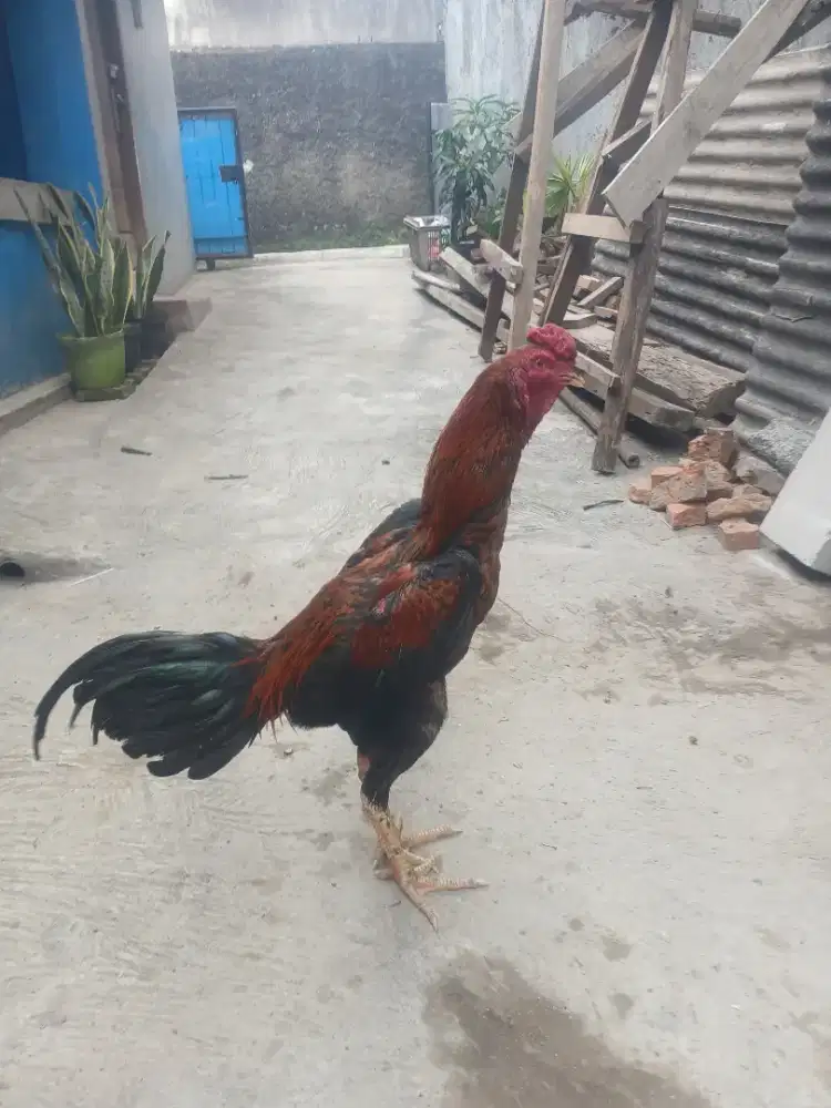 Bangkok 8 bulan grace sehat makan lahap