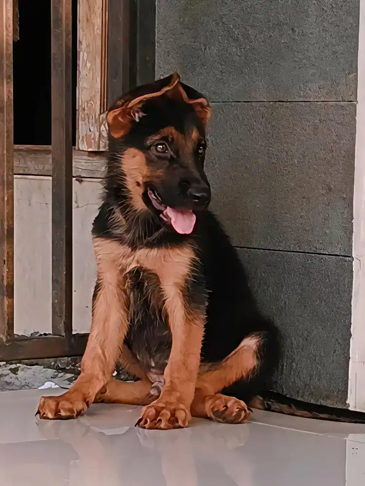 GSD / Herder Male working Bigbone
