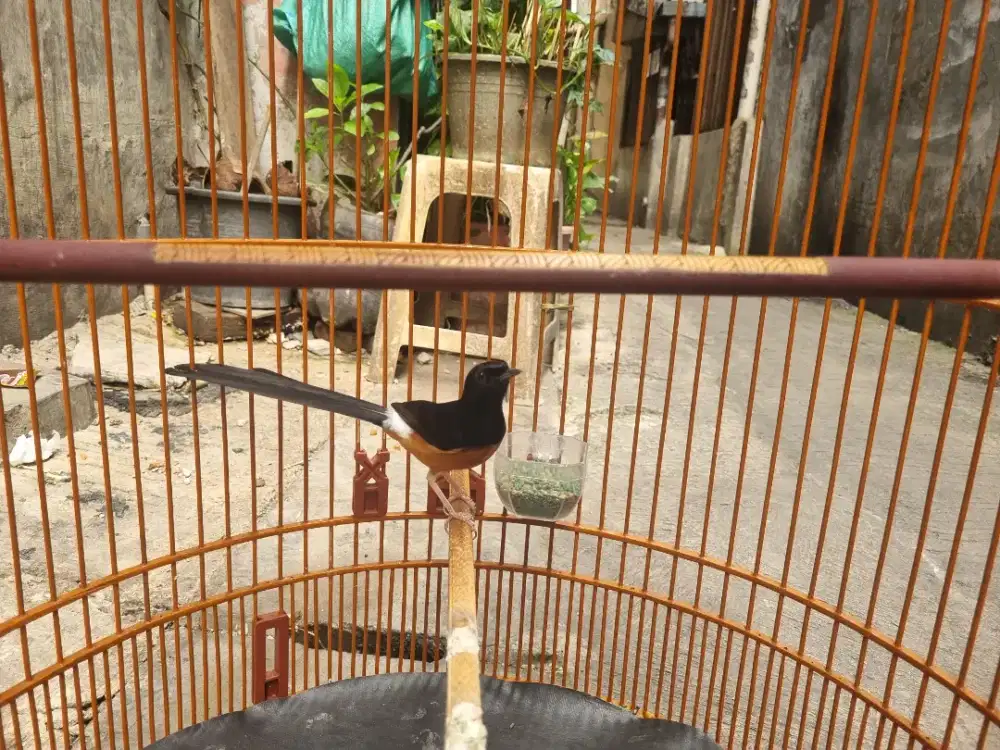 murai muda hutan