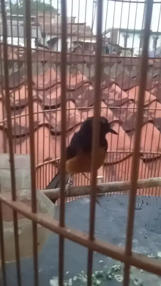 Mangga jantan beresin bulu minus medan