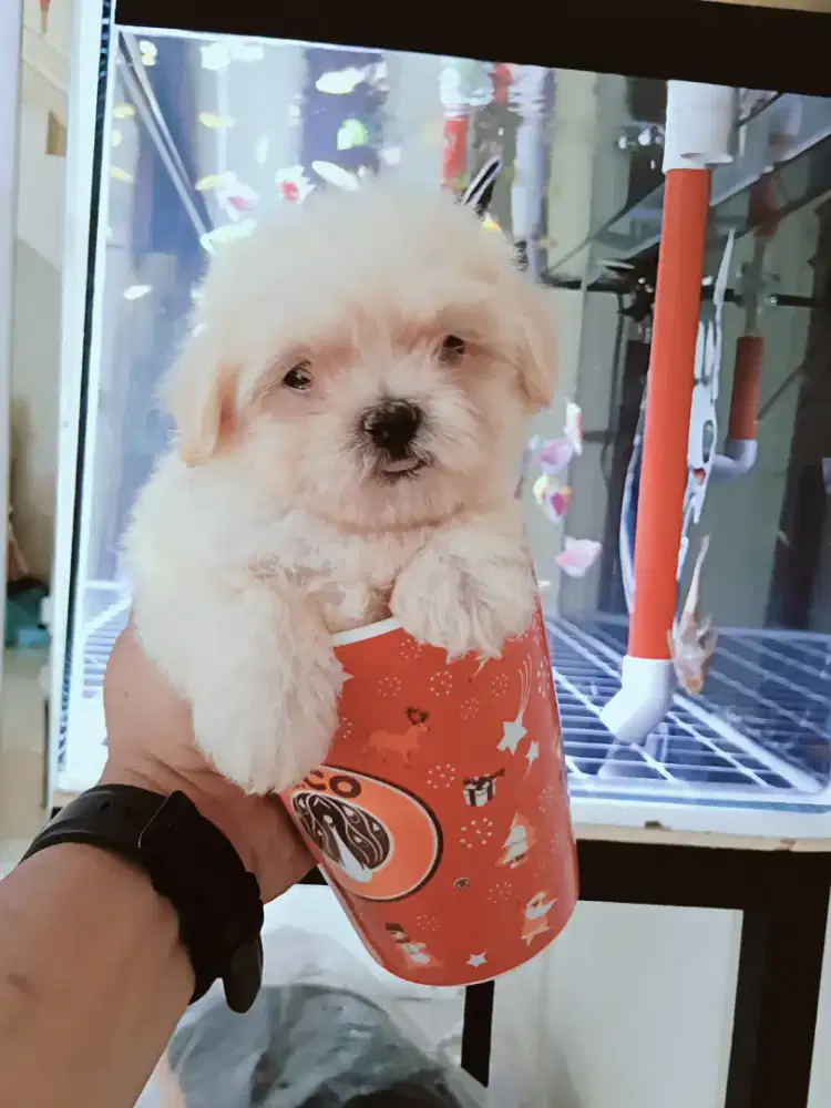 Maltipoo Poodle Maltese Male Vaksin