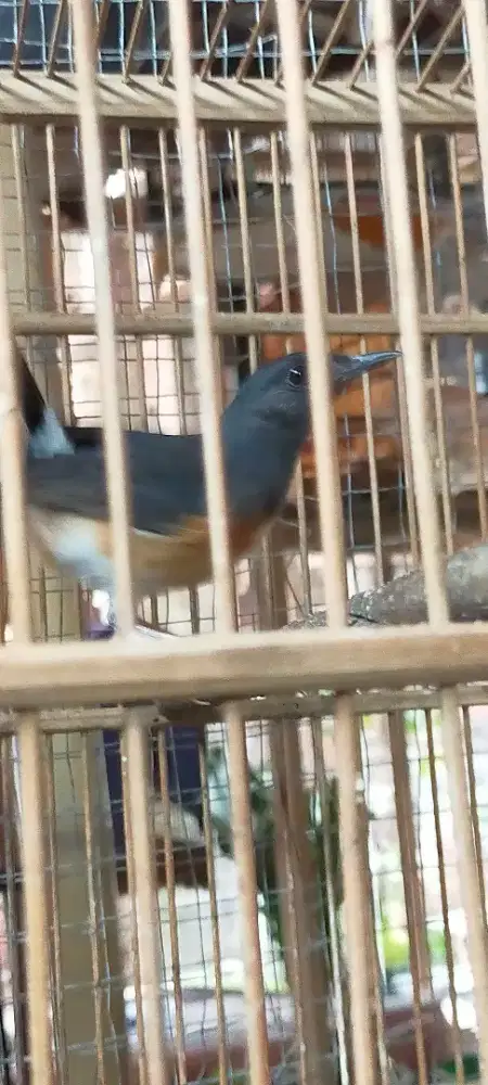 Murai Batu betina dewasa