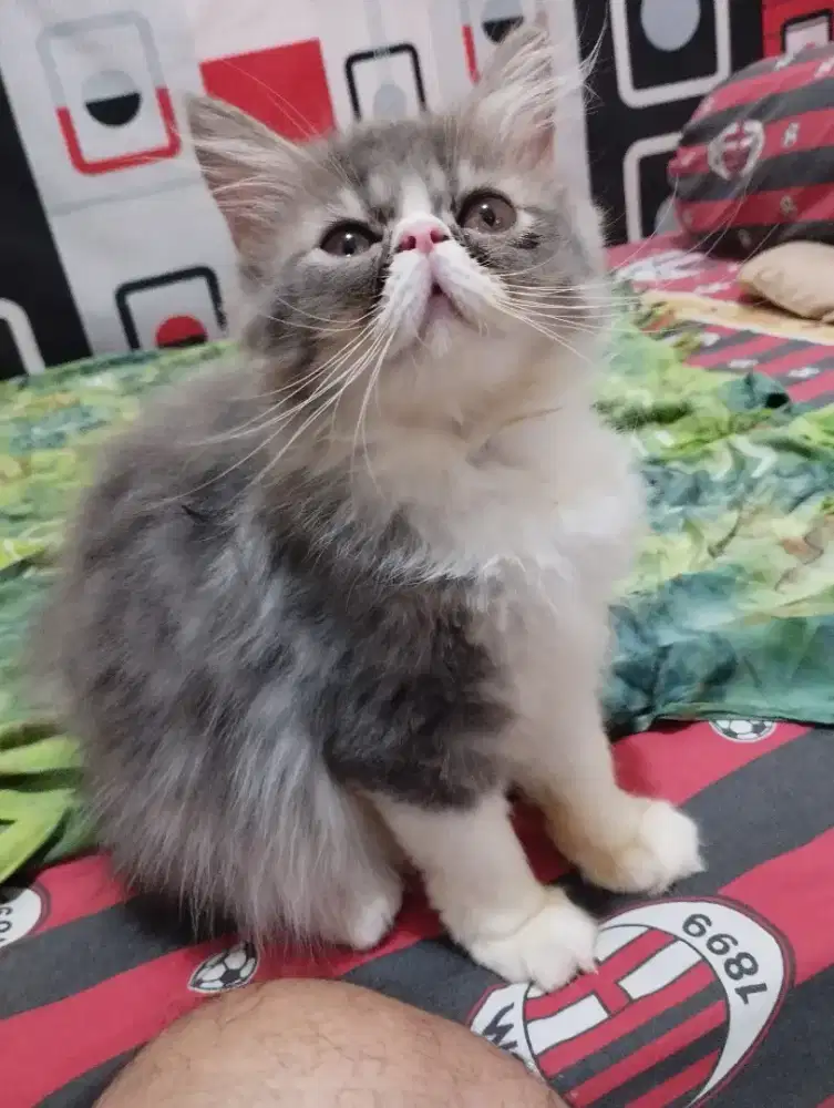Di lepas kitten Persia peaknose betina