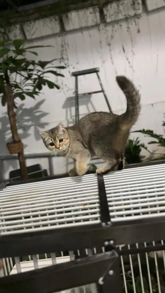 Kitten Scottish x BSH Golden