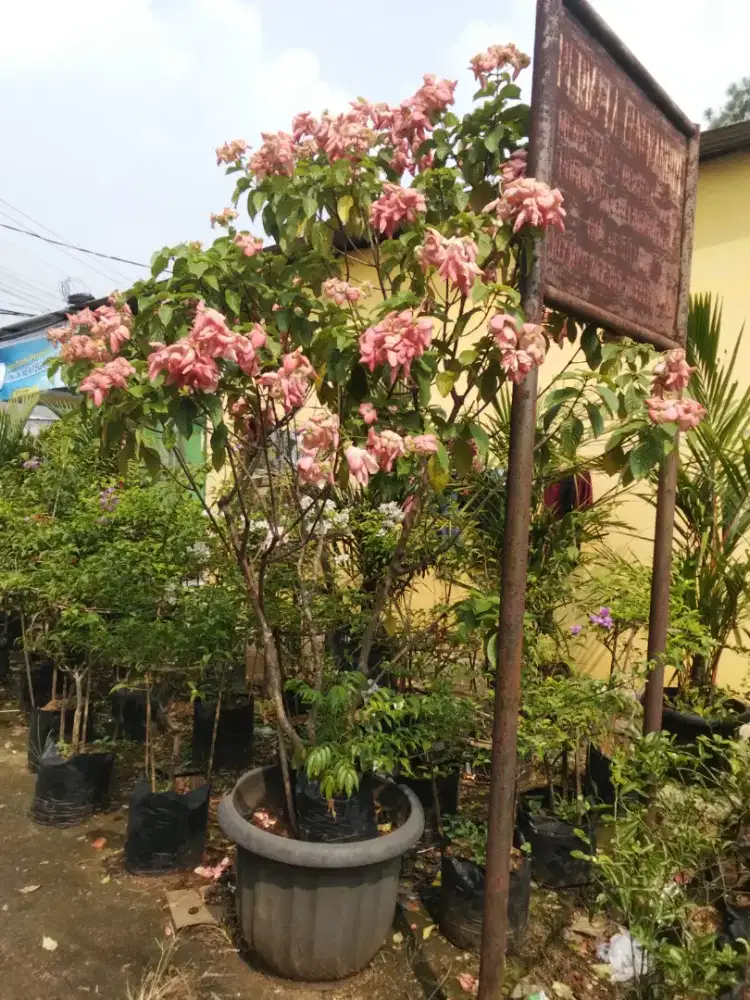 Bunga Nusa indah besar