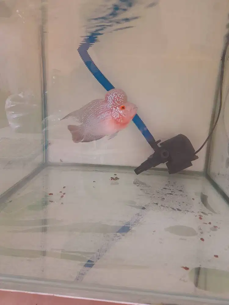 Ikan louhan super jenong