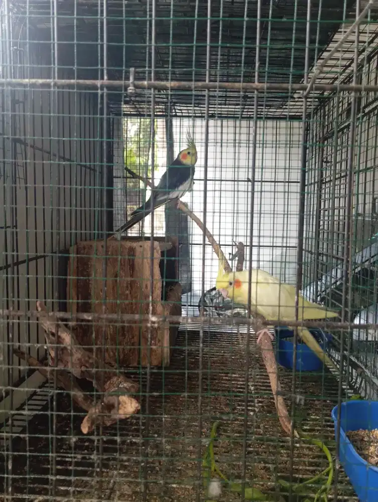 burung Falk sepasang jodohan