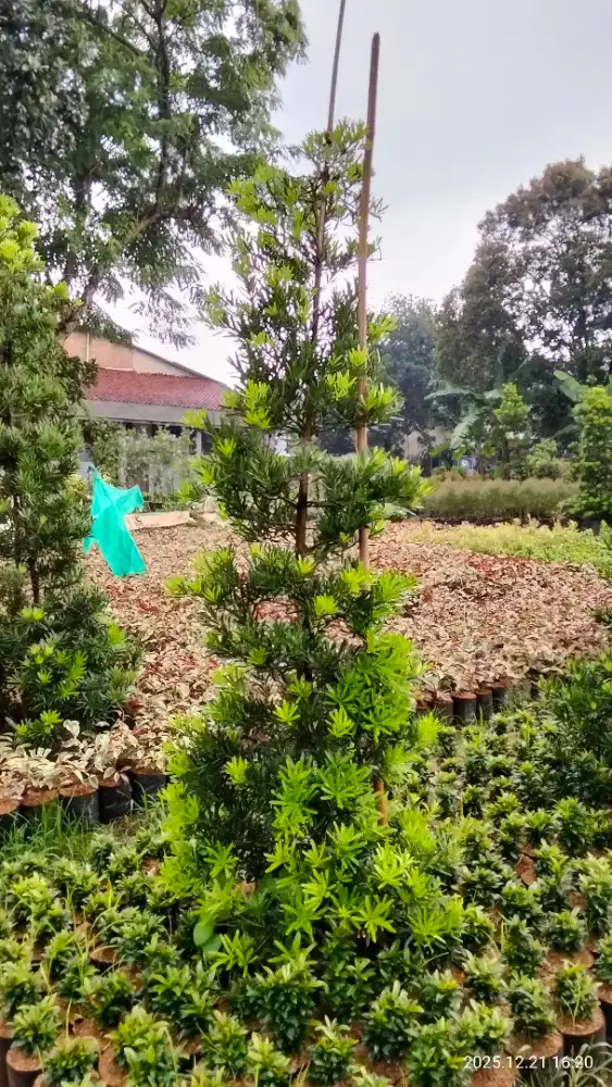 Tanaman lohansung