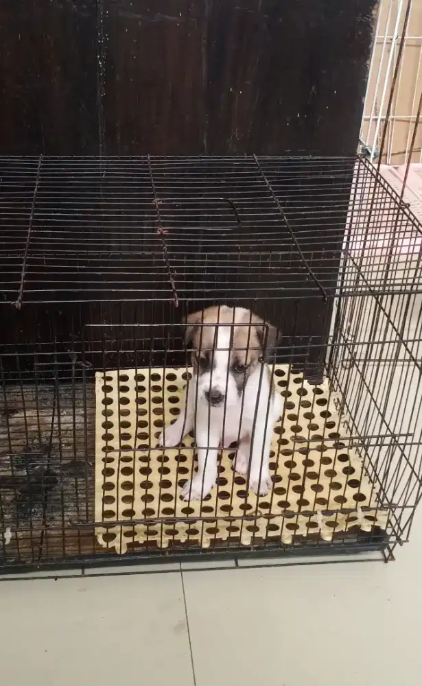 Anak Anjing Beagle Mix Betina