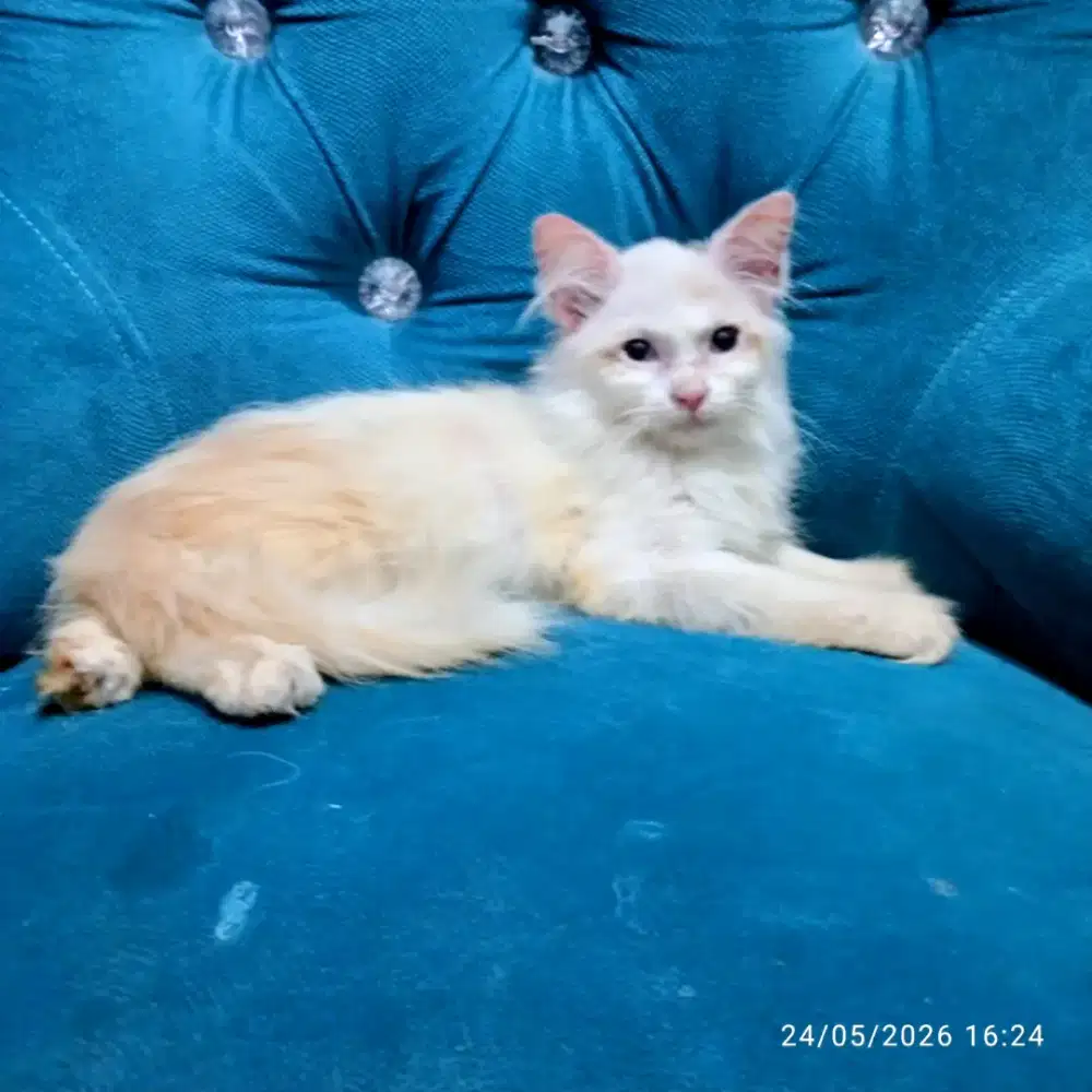Kucing persia kitten