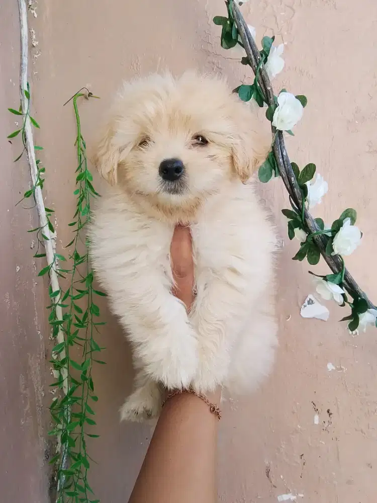 Puppy maltipo 2 bulan