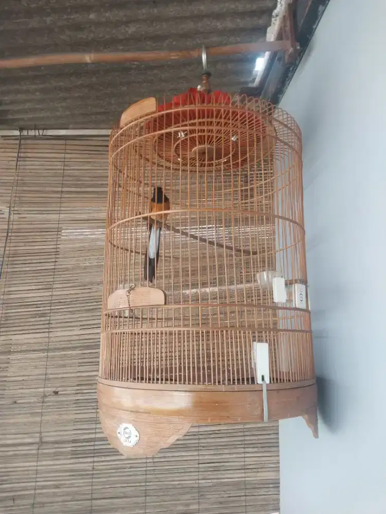 Di jual burung Muray burja boleh fukset boleh