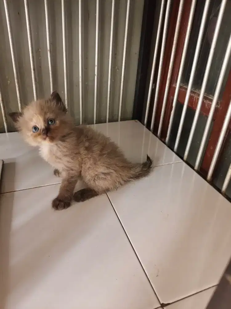Kitten Himalaya 2,5 bulan