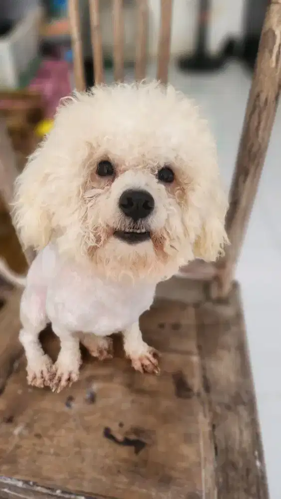 Bichon Frise Jantan