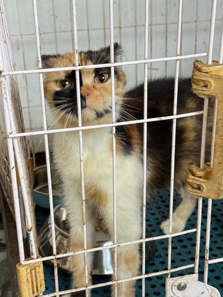Scottish fold betina cantik birahi