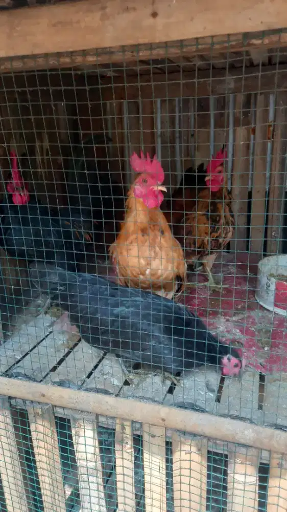Jual ayam kate hias