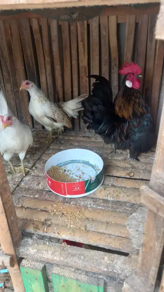Jual ayam kate hias