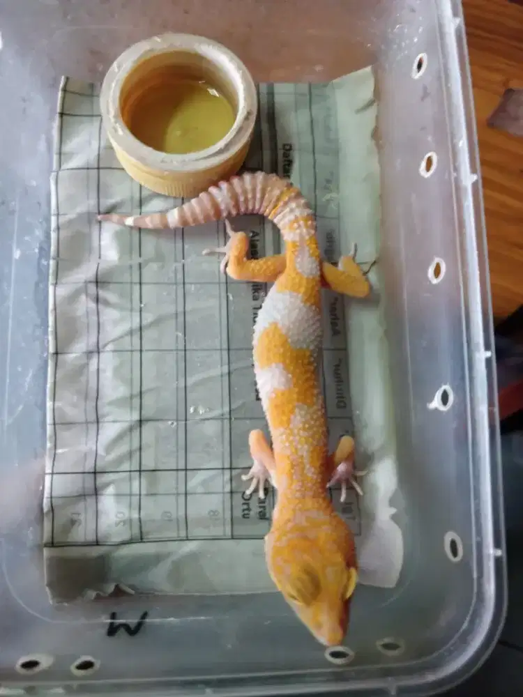 Leopard Gecko sedia indukan,baby,juve