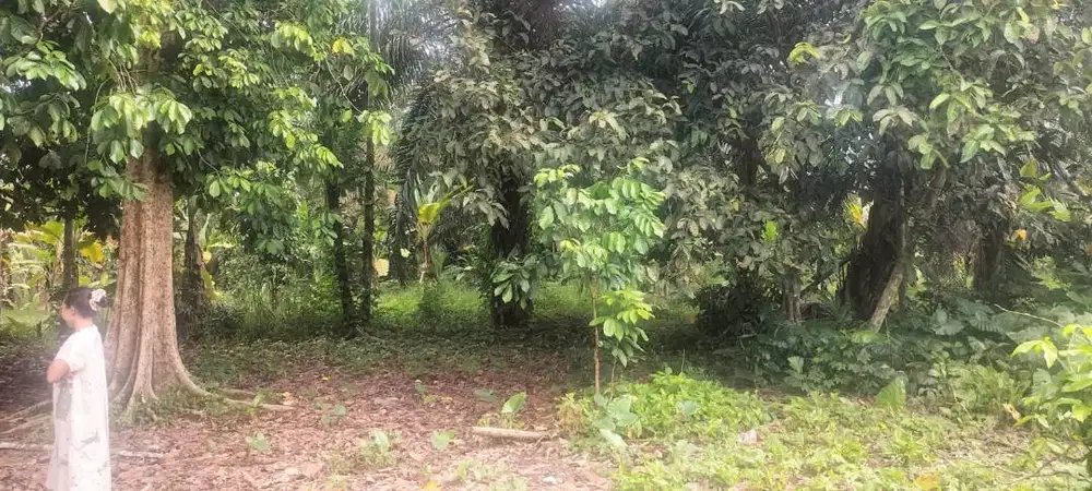 Dijual Tanah (Kebun duku)  ukuran 6,5 rantai