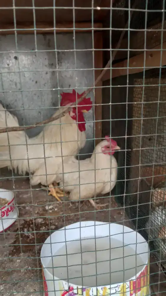 Jual Ayam kate hias