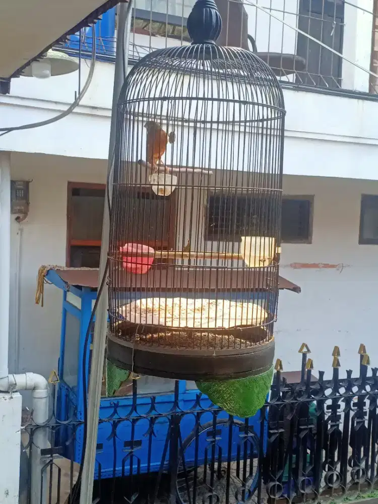 Burung kenari gacor pul set