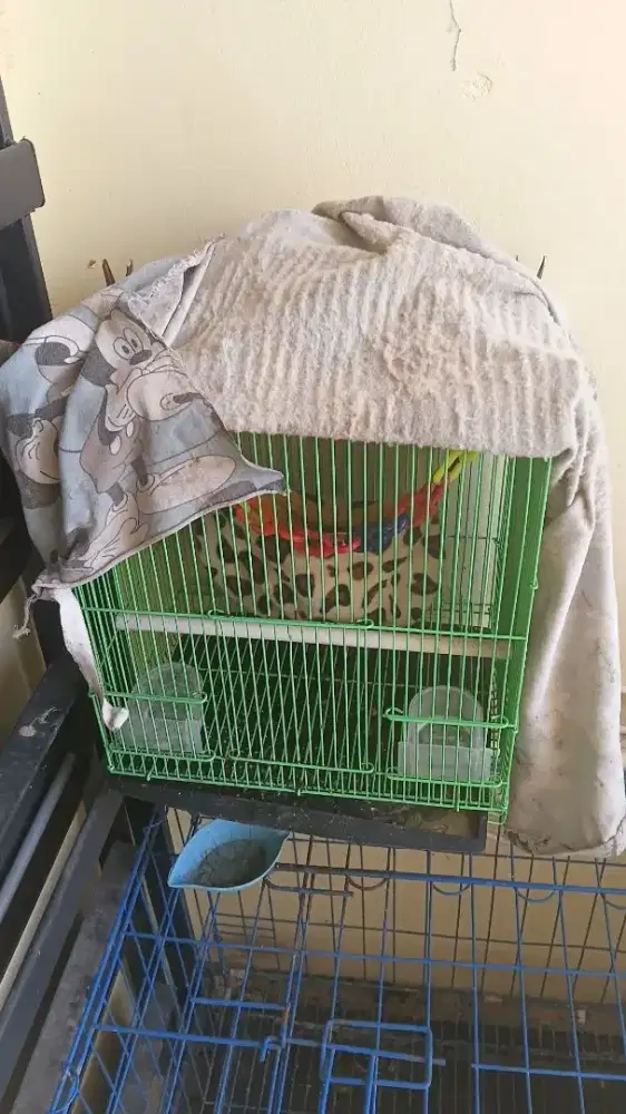 Dijual sugar glider calssic grey
