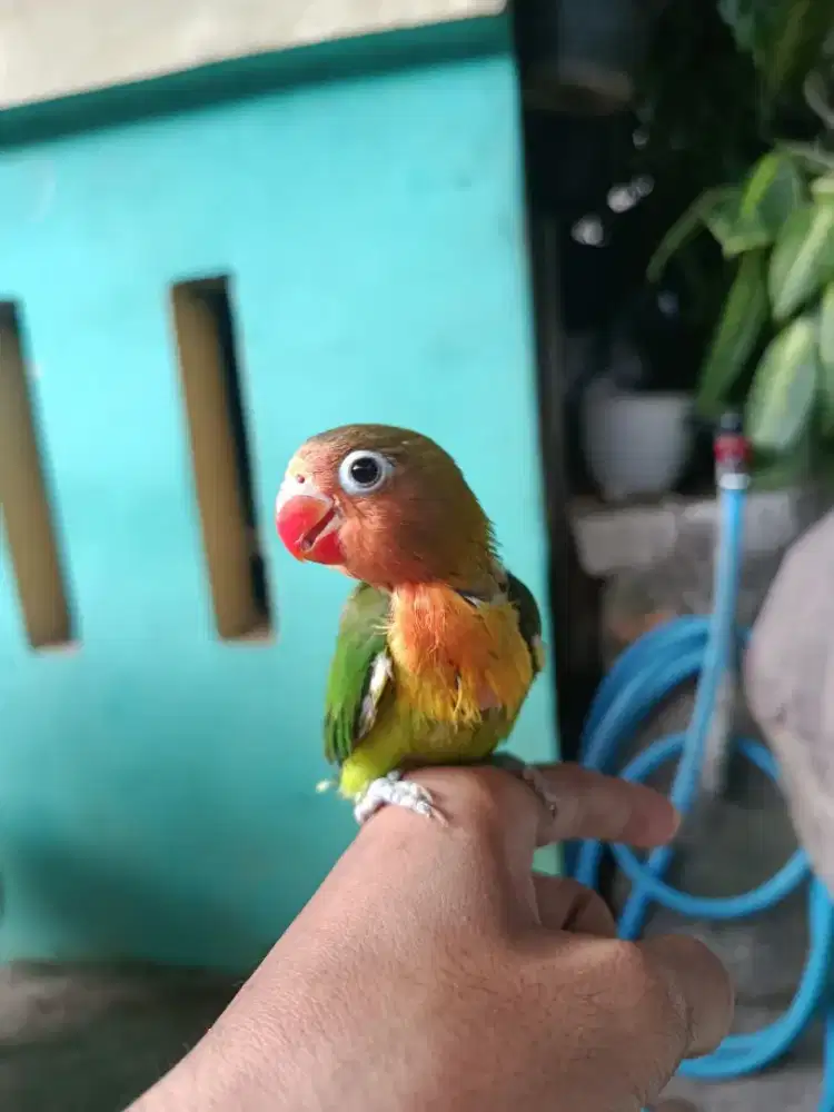 Lovebird anak kelamin ga tau