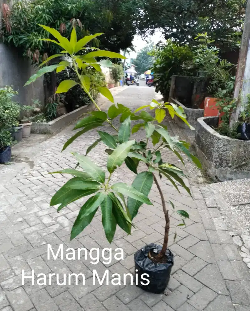 Tanaman Buah Mangga Harum Manis