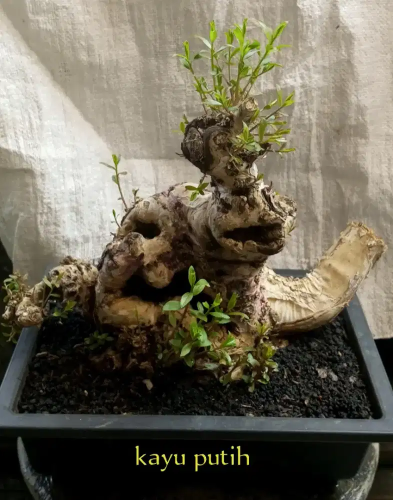 Bonsai kayu putih