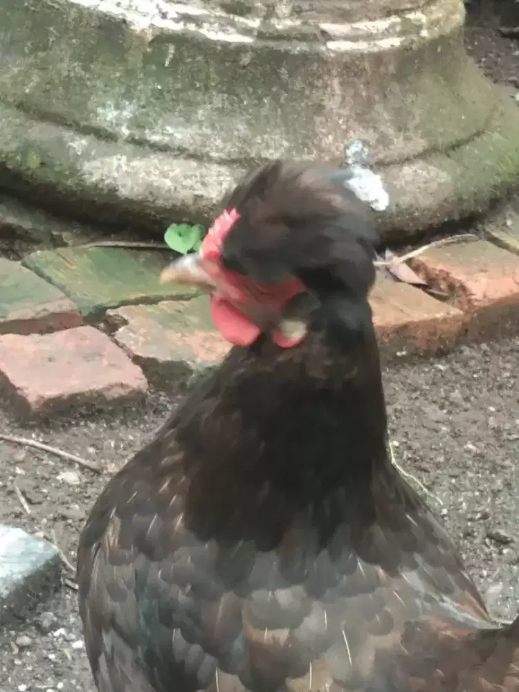 Dijual ayam hias