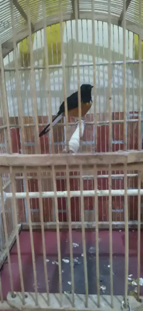 Murai Batu Sepasang siapan produksi