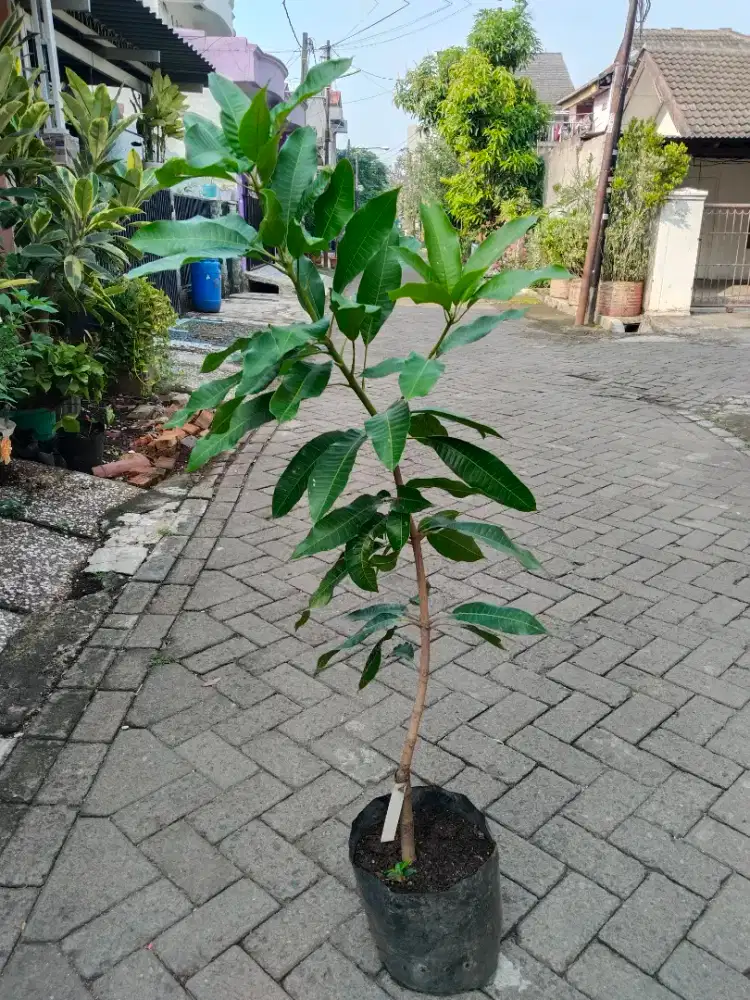 Tanaman Buah Mangga Manalgi