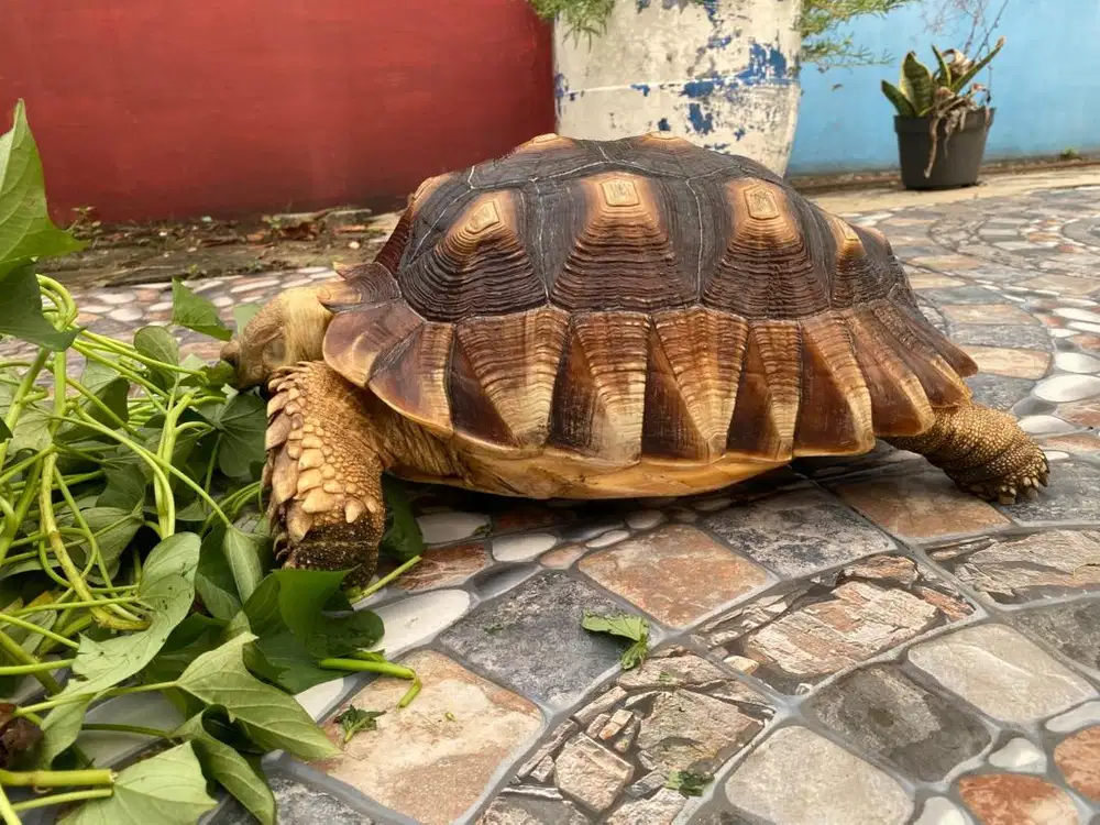 Kura darat sulcata