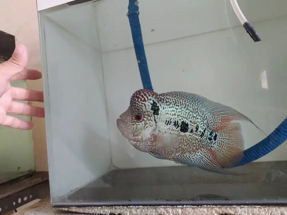 Emperor Cencu 15cm Lohan Louhan Cichlid bkn Kamfa Arowana Cupang Fish