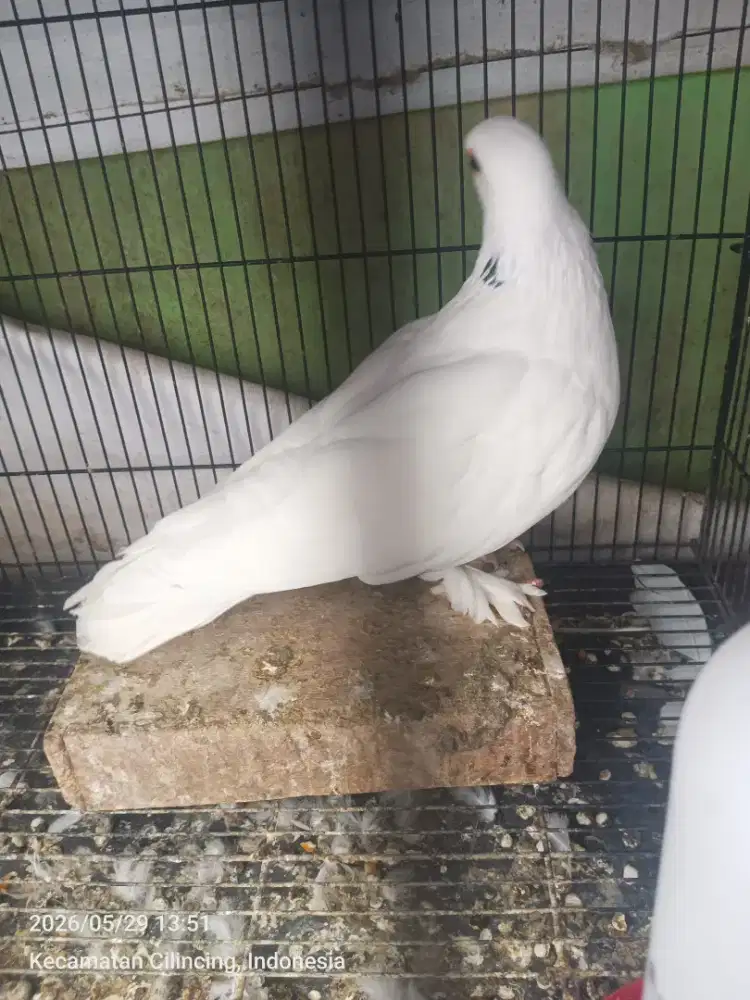 Merpati/dara jembros