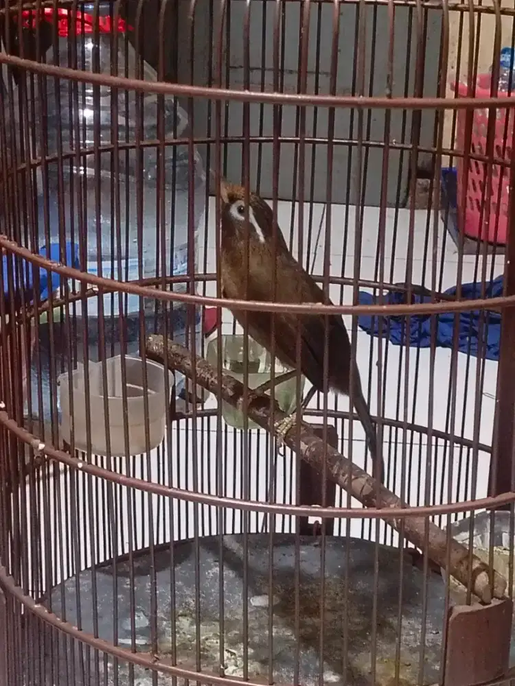 Wambi MH. Betina rasa lokal bodi big nominus mulus lus