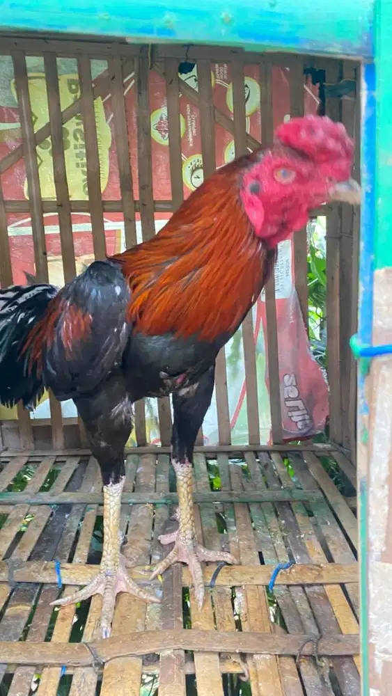 Dijual Ayam Bangkok Jantan Tinggi Tegak Kaki Kering Siap Rawat