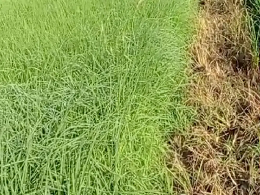 Tanah Sawah Strategis Pinggir Jalan Raya Mbamban, Dekat akses Tol Pakis, Bandara Abdul Rachman Saleh, RS Enggal, Kabupaten Malang.NLMLG00013