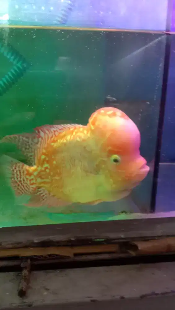 Ikan Louhan Golden Monkey Flowerhorn