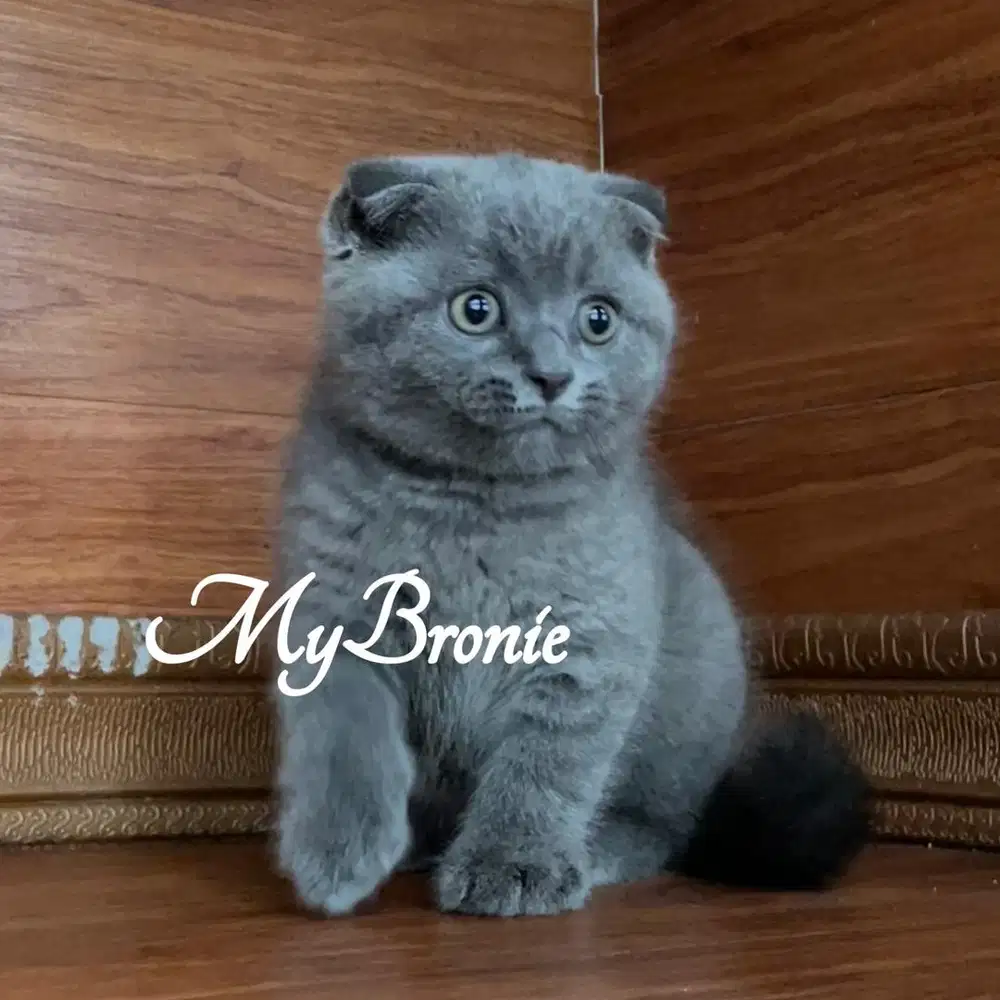Kucing scottish fold anakan import