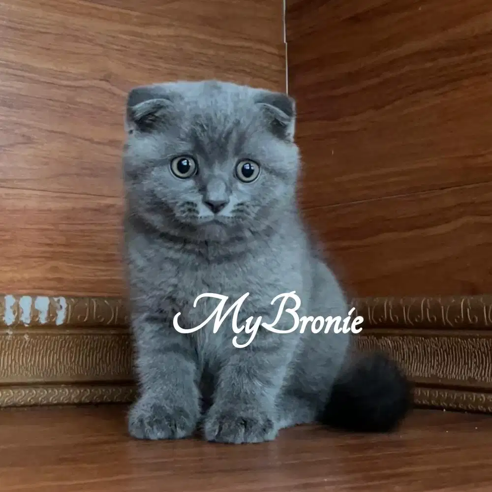 Kucing scottish fold anakan import