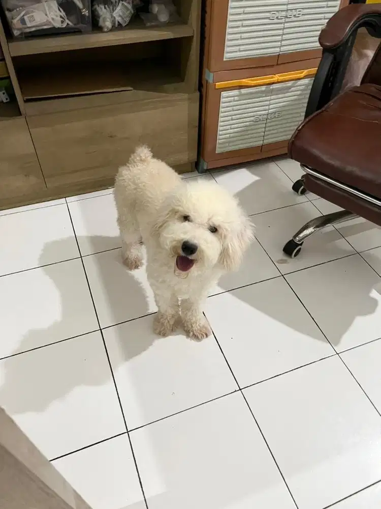 JUAL ANJING POODLE STAMBUM REMAJA