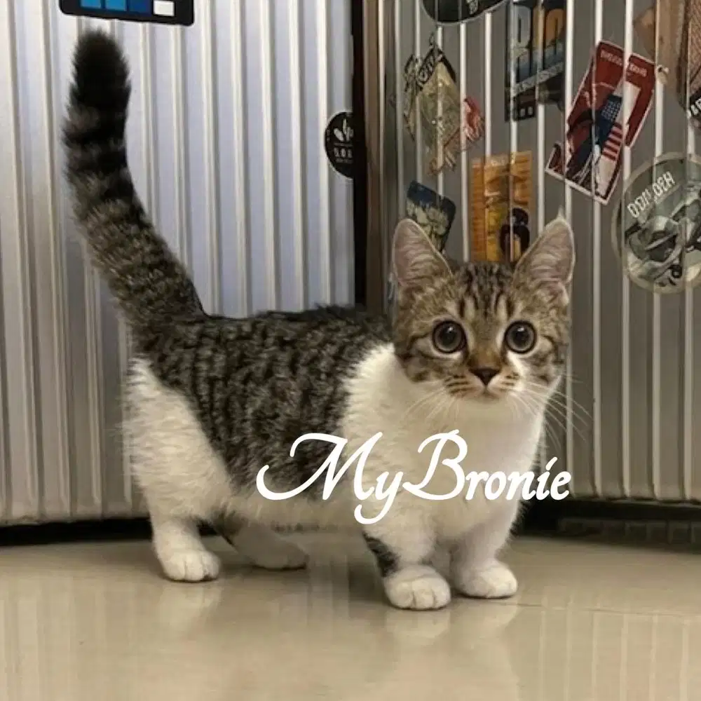 Kucing munchkin british shorthair betina